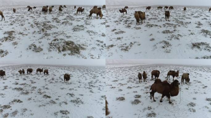 雪滩上的骆驼