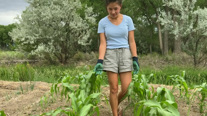 观察科罗拉多州甘尼森河谷干旱三角洲的玉米作物快乐和充满活力的喀山青少年女性园艺视频系列