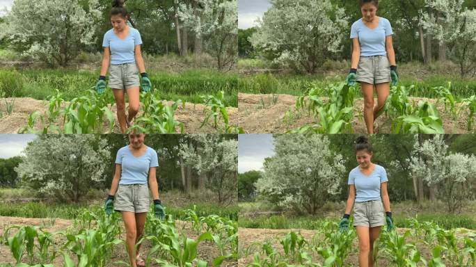 观察科罗拉多州甘尼森河谷干旱三角洲的玉米作物快乐和充满活力的喀山青少年女性园艺视频系列