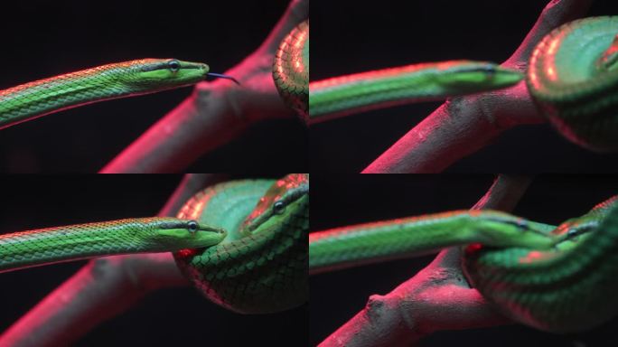 特写红尾绿鼠蛇。蛇窝生物多样性