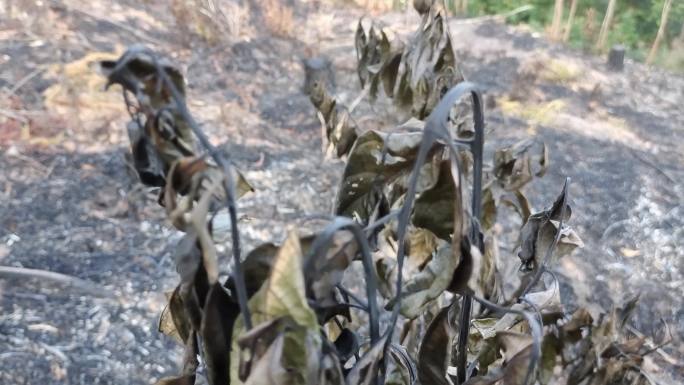 烧枯烧焦的树木黄叶野草枯黄森林火灾后视频