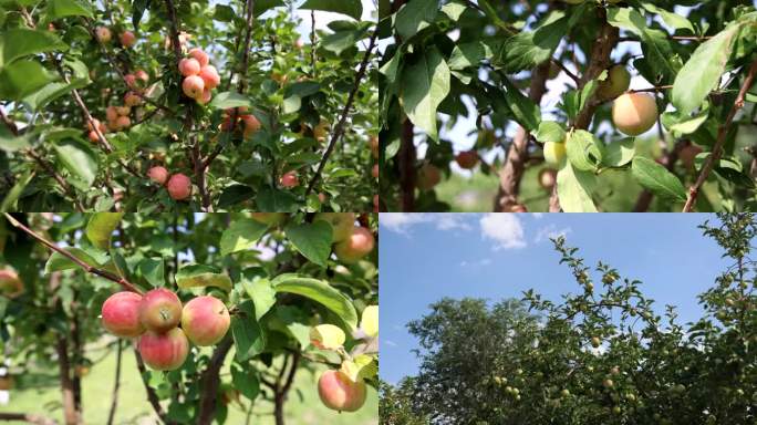 新疆苹果和杏