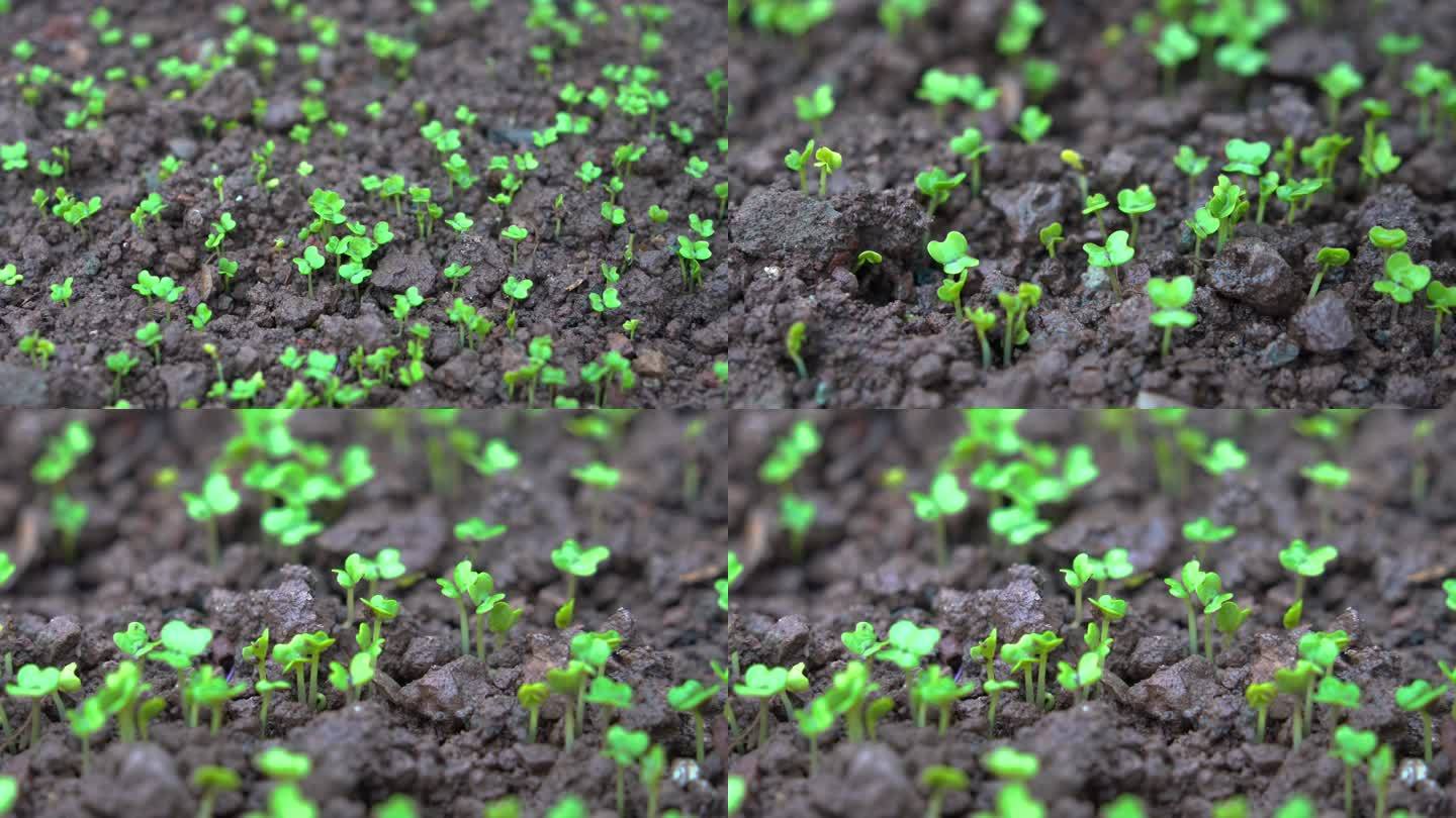 【合集】4K细雨中茁壮生长的豌豆苗秧苗