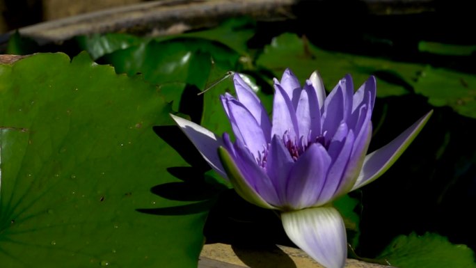 紫莲飞蜂水生植物