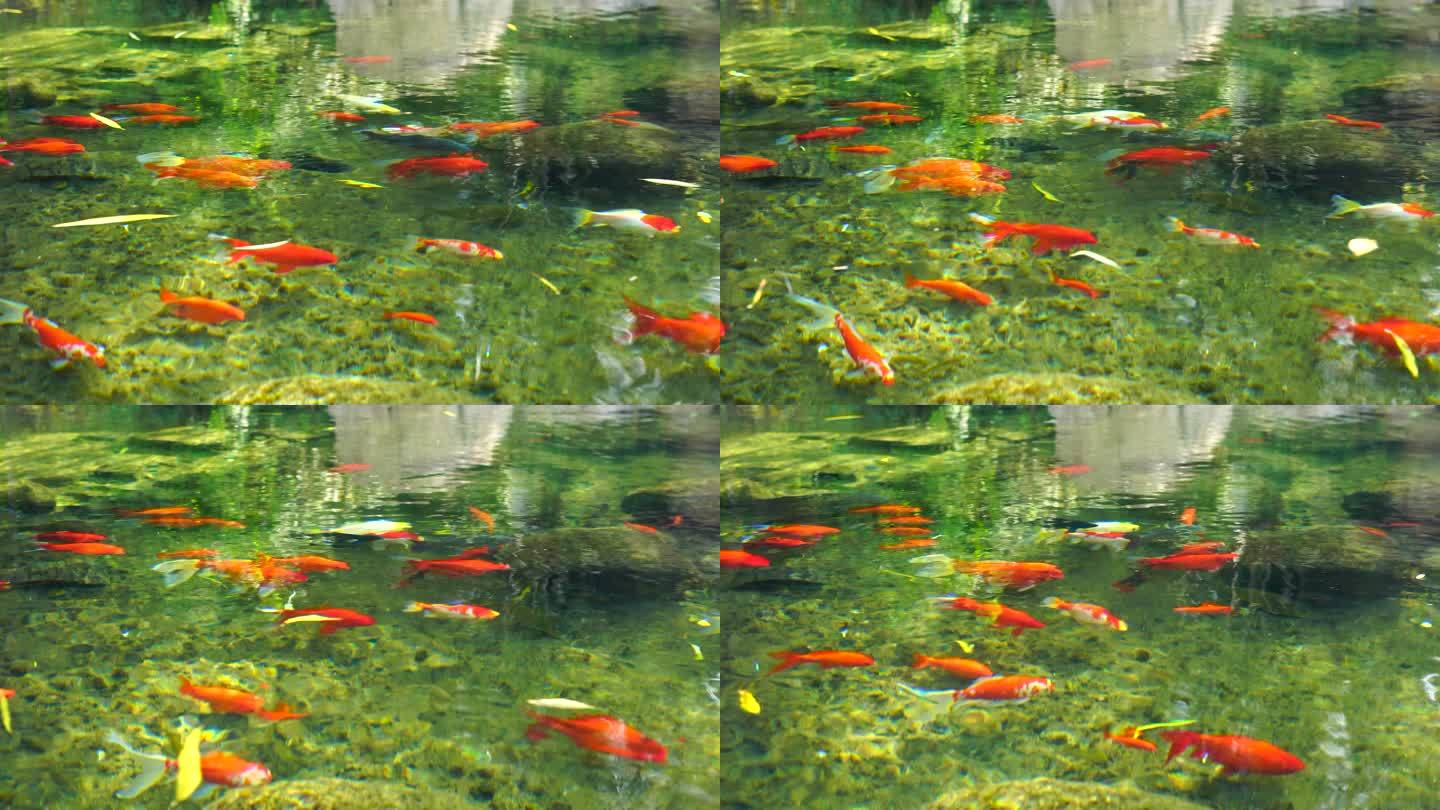 4K济南趵突泉公园意境轻盈游动的锦鲤鱼群