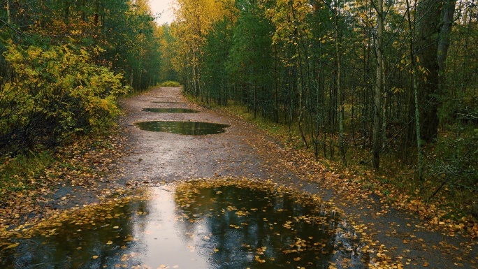在立秋的时候，一场小雨滴落在森林里的树叶和小路上。