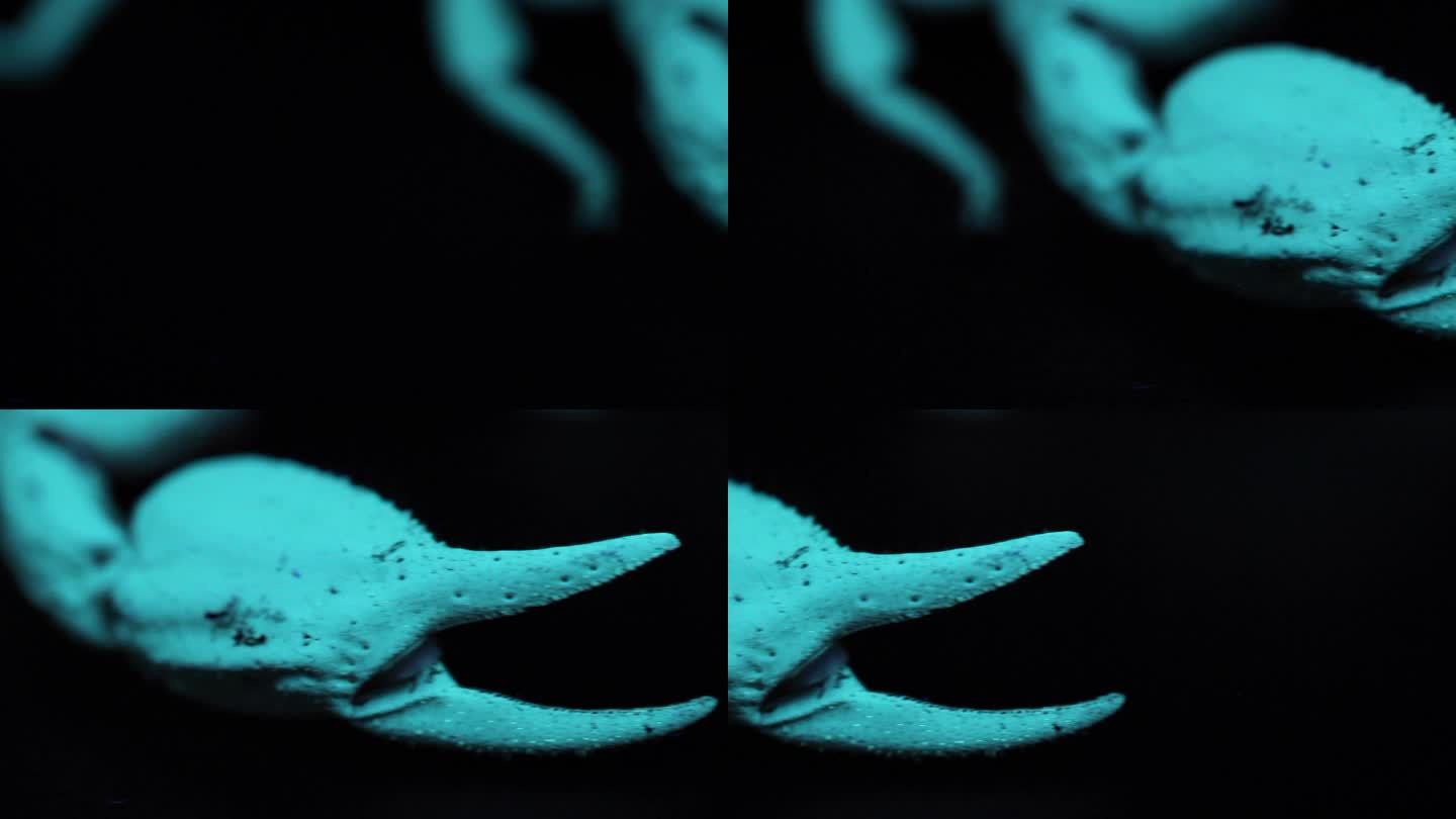蝎子生物发光毒蝎子生物发光钳子特写蓝光恐