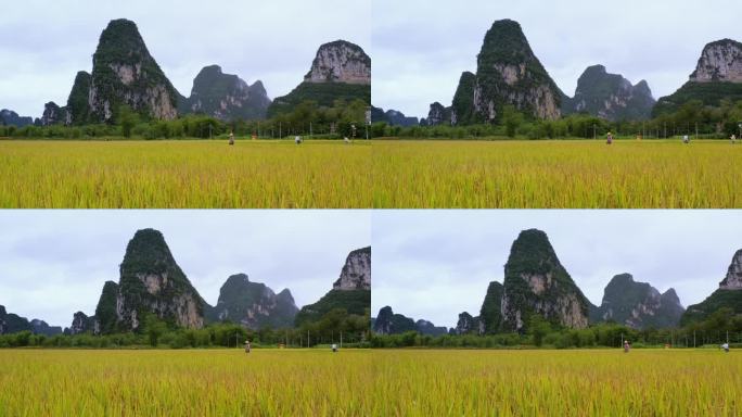 明仕田园金色水稻农田农民专家巡视