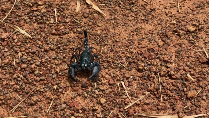 蝎子昆虫、尾巴、攻击性、