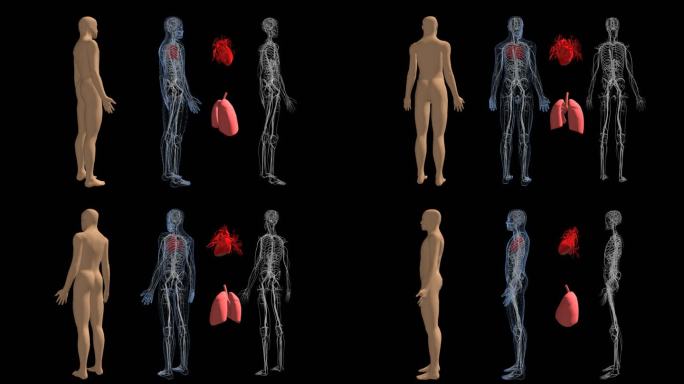 4k循环带通道 智慧医疗人体皮肤骨骼心脏
