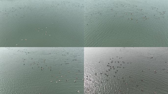 江苏淮安：白马湖生态湿地候鸟欢