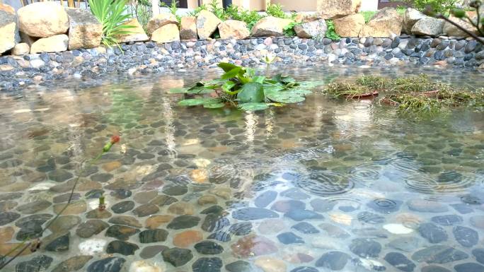 莲池雨水池莲池下雨