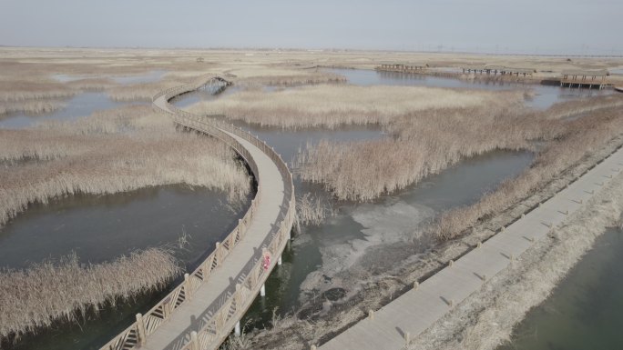 航拍湿地水域芦苇西北祁连苇海