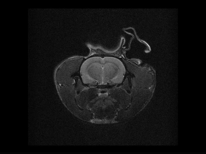 大鼠MRI-PAL