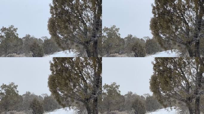 大风期间吹树暴风雪科罗拉多州山区沙漠和河流冬季降雪极端天气条件视频系列