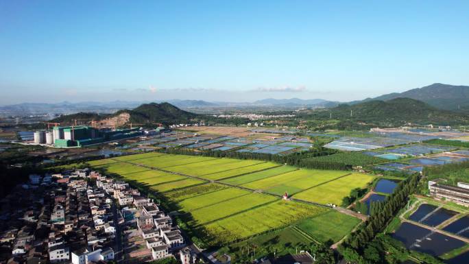 生态农业稻田光影航拍