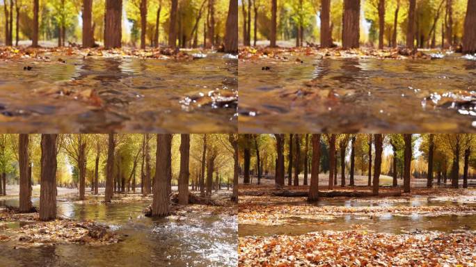 4k秋天金黄色的白杨树林的小溪