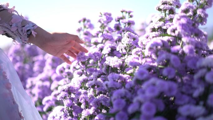 女人的手触摸花园鲜花紫色鲜花