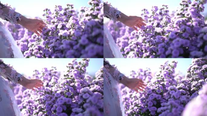 女人的手触摸花园鲜花紫色鲜花