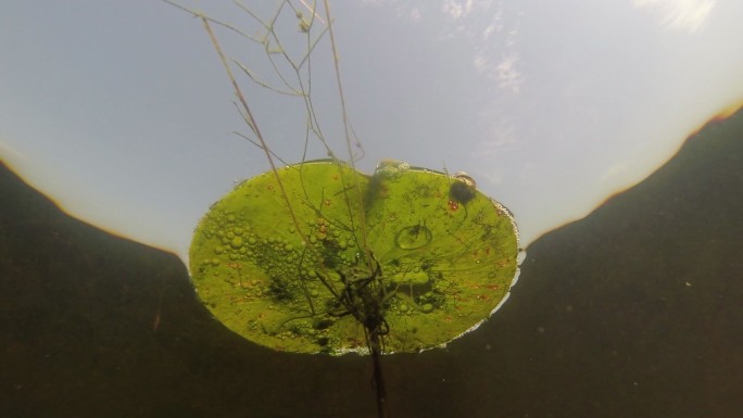 莲花（莲藕）水下拍摄荷叶池塘