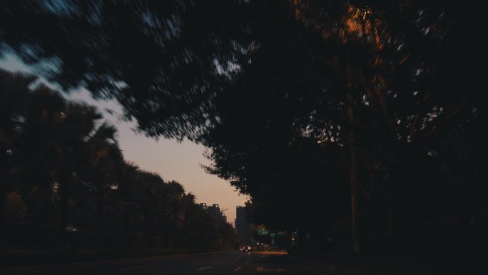 清晨的城市道路两旁大树