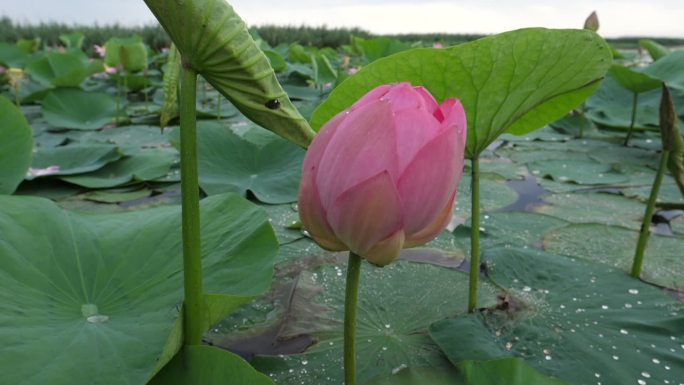 莲花（莲藕）莲花莲蓬荷塘含苞待放