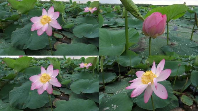 莲花（莲藕）莲花莲蓬荷塘含苞待放