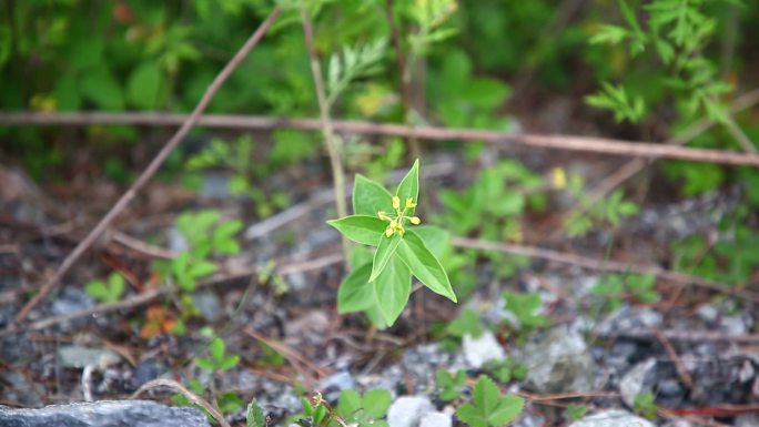 竹灵消 花 植株 生境