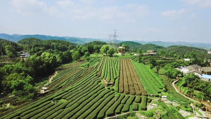 乡村振兴 美丽茶园