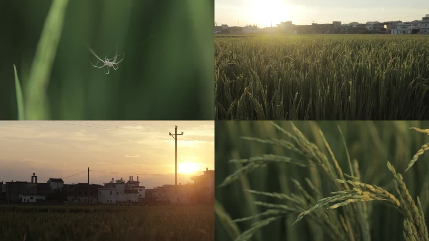 稻虫、乡村、水稻、黄昏、微距、日落