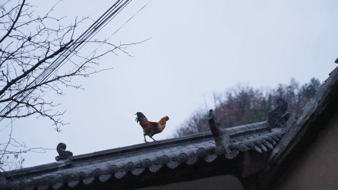 农村房顶上的公鸡