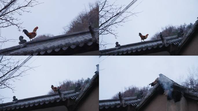 农村房顶上的公鸡