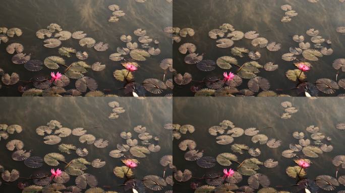 粉色莲花在水雾中绽放，4k（UHD）