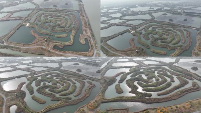 江苏淮安：白马湖生态湿地候鸟欢