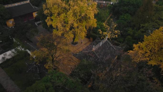 上方山治平寺银杏