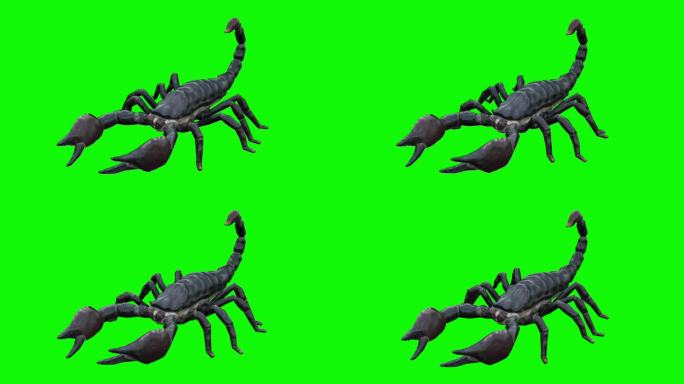 绿色屏幕上的慢动作行走蝎子。动物、野生动物、游戏、3d动画、短视频、电影、卡通、有机、色度键、人物动