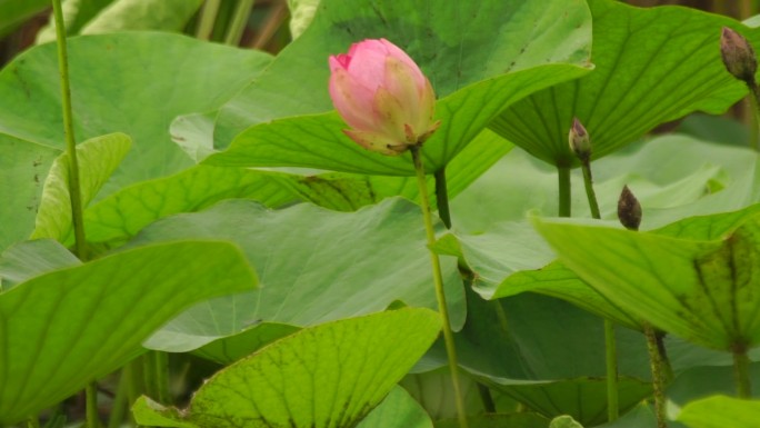 莲花（莲藕）花开美丽