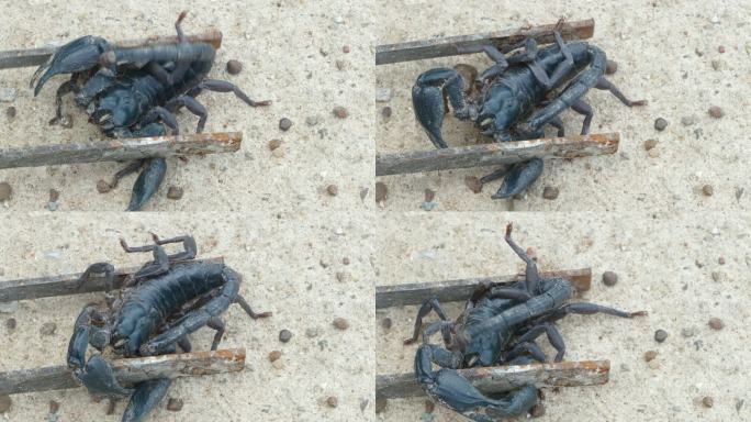 威胁亚洲森林蝎子（Heterometres）特写镜头。