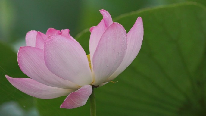 莲花（莲藕）一朵