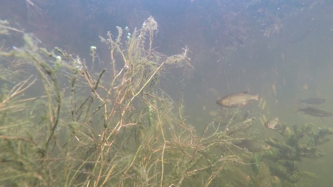 伏尔加河的鱼类海底世界水下世界海底生物鱼