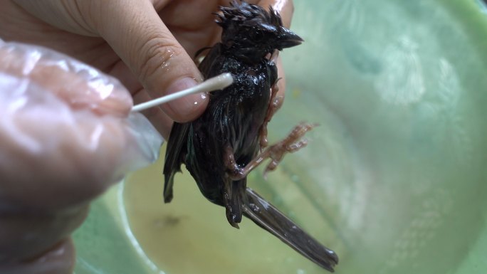 清洁鸟被胶水粘住人类活动影响生态环境破坏