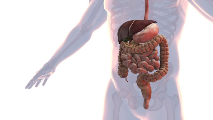 人体消化系统解剖三维动画肝脾胰脏器官消化