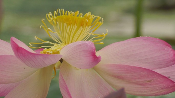 莲花（莲藕）花蕊