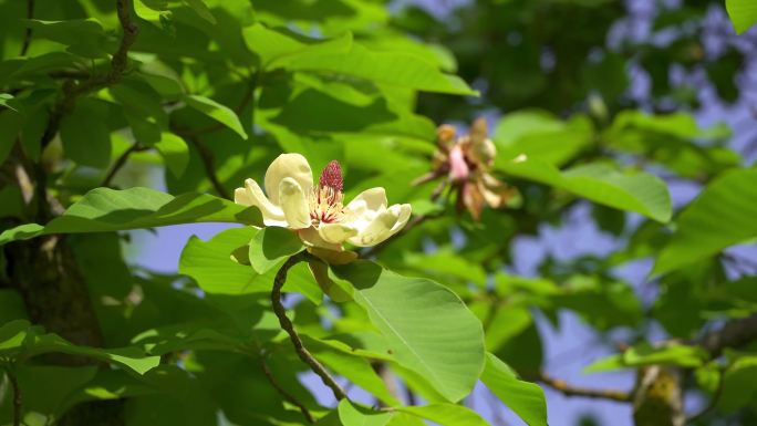 盛开的白玉兰（Magnolia tripetala）