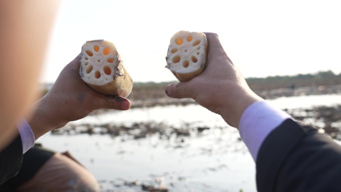 洪湖莲藕 藕农摘藕 藕农 湖北莲藕 粉藕