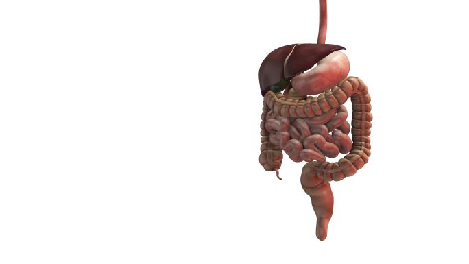 人体消化系统解剖三维动画肝脾胰脏器官消化