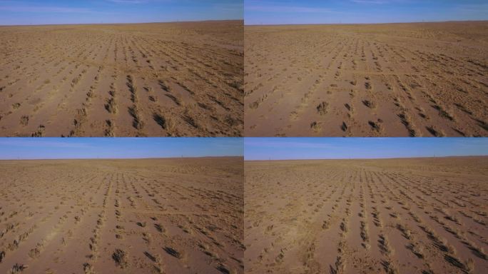 人工造林 防沙 治沙 环境治理 抗旱