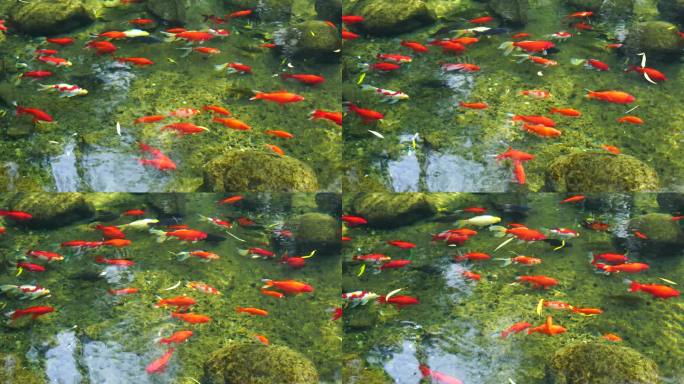 4K济南趵突泉公园意境轻盈游动的锦鲤鱼群