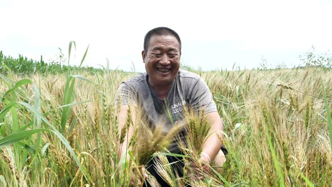 农民 庄稼 作物 丰收 粮食 笑脸