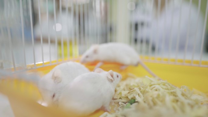笼子里的实验鼠白鼠小白鼠基因变异